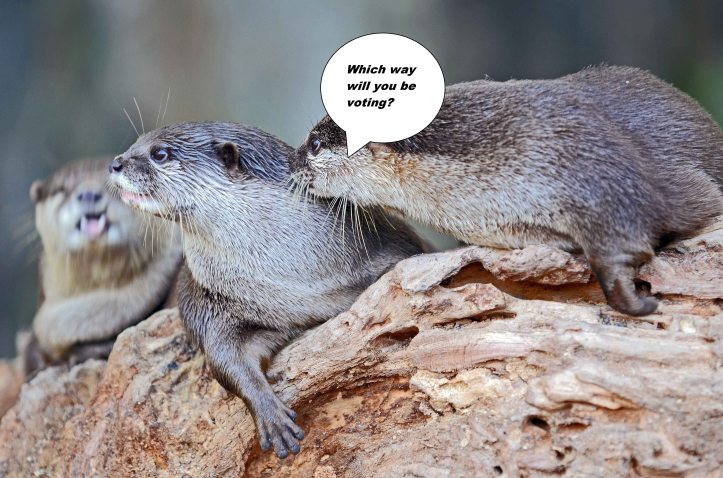 Asian small-clawed otters (Aonyx cinerea) fortunatley they do not have to vote!