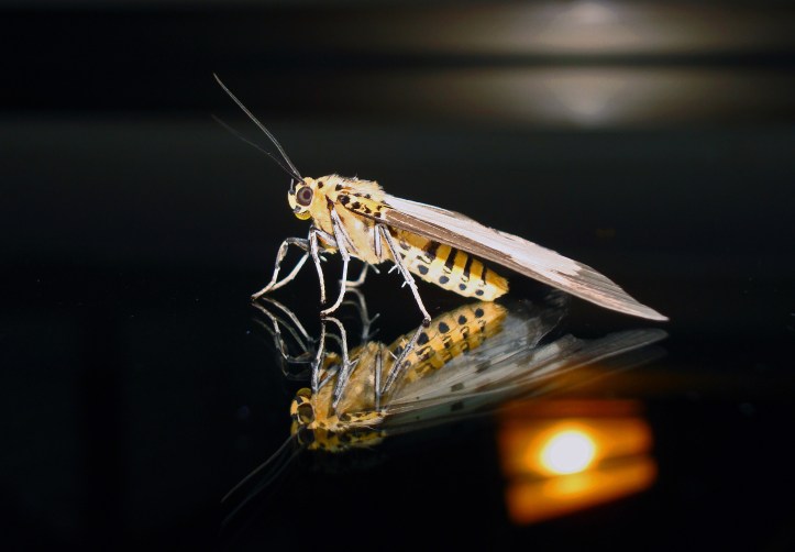Asota plana plana (Erebidae). Moths like this have tympanal ears at the junction between the thorax and abdomen.