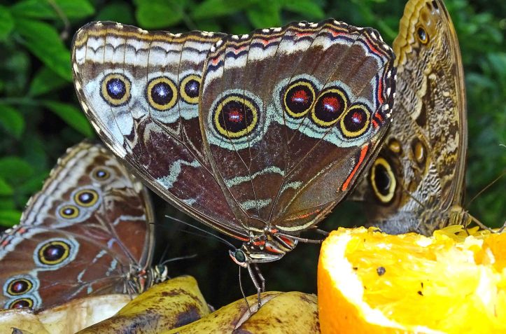 blue-morpho-morpho-peleides-feeding-on-oranges in a butterfly house