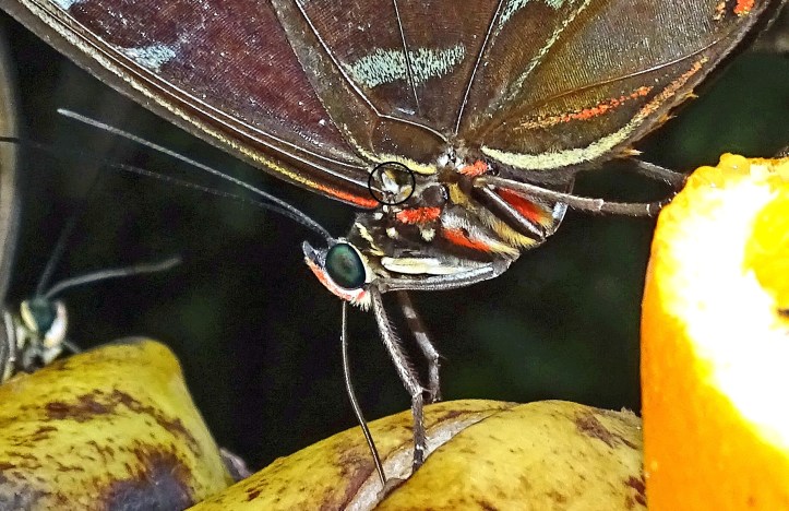 Blue morpho (Morpho peleides) with Vogel's organ at the base of the forewing