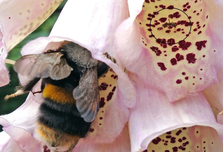 Bombus terrestris queen visiting Digitalis - ant outlined