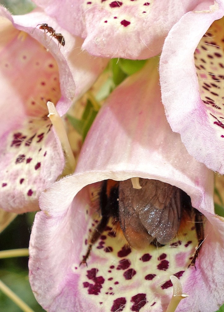 Bombus terrestris queen visiting Digitalis - with ant on flower rim