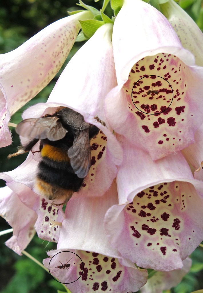 Bombus terrestris queen visiting Digitalis flowers with ants outlined