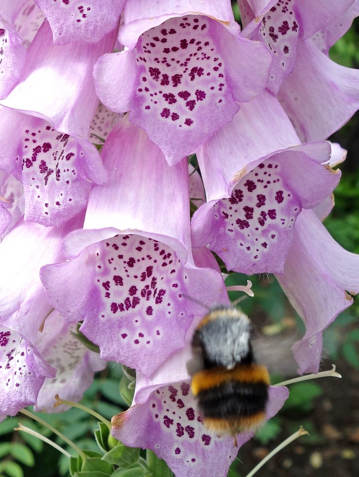 Bombus terrestris queen visiting Digitalis flowers