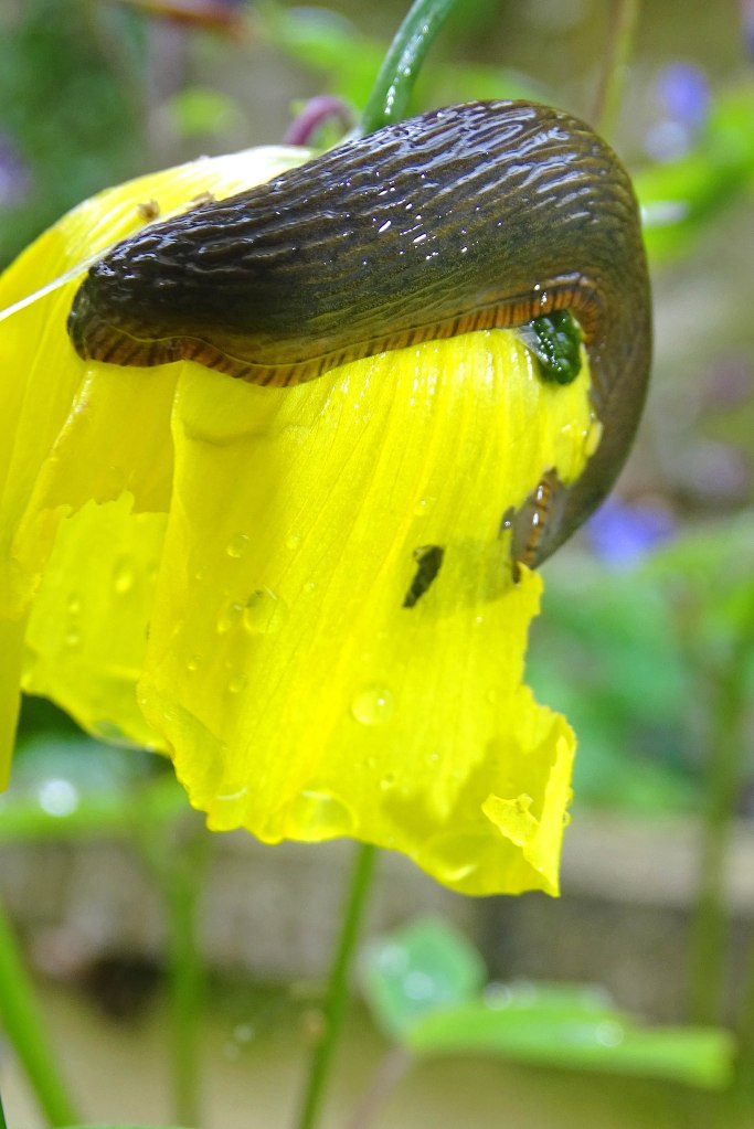 Common Garden Slug (Arion distinctus) feeding on yellow poppy flower
