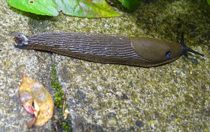 Common Garden Slug (Arion distinctus) with pneumostome