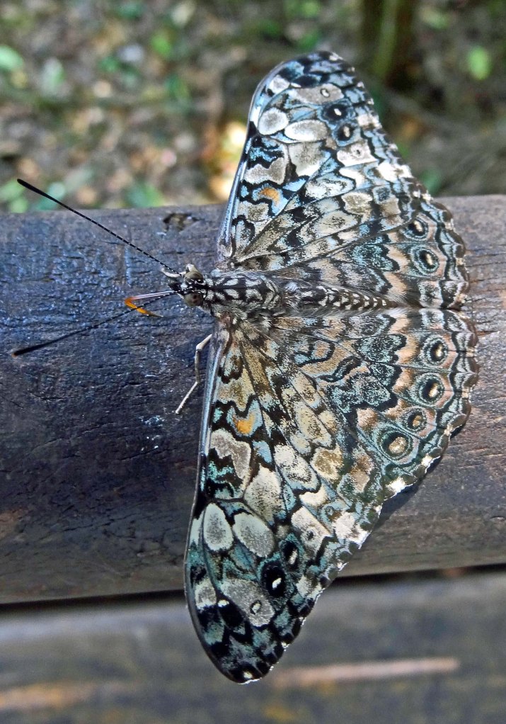 Epinome cracker (Hamadryas epinone) from Argentina