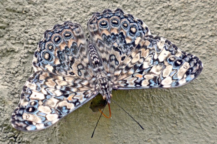 Epinome cracker (Hamadryas epinone) puddling