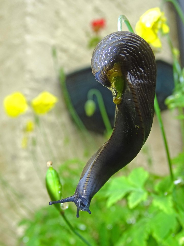 Common Garden Slug (Arion distinctus) hanging from stem