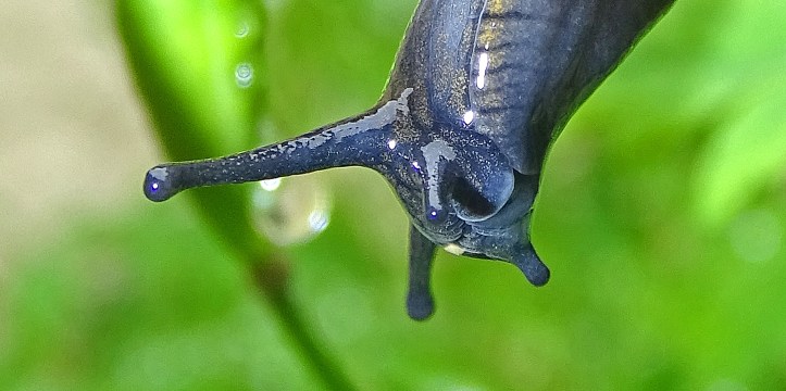 Garden slug optical tentacles with eye-spots
