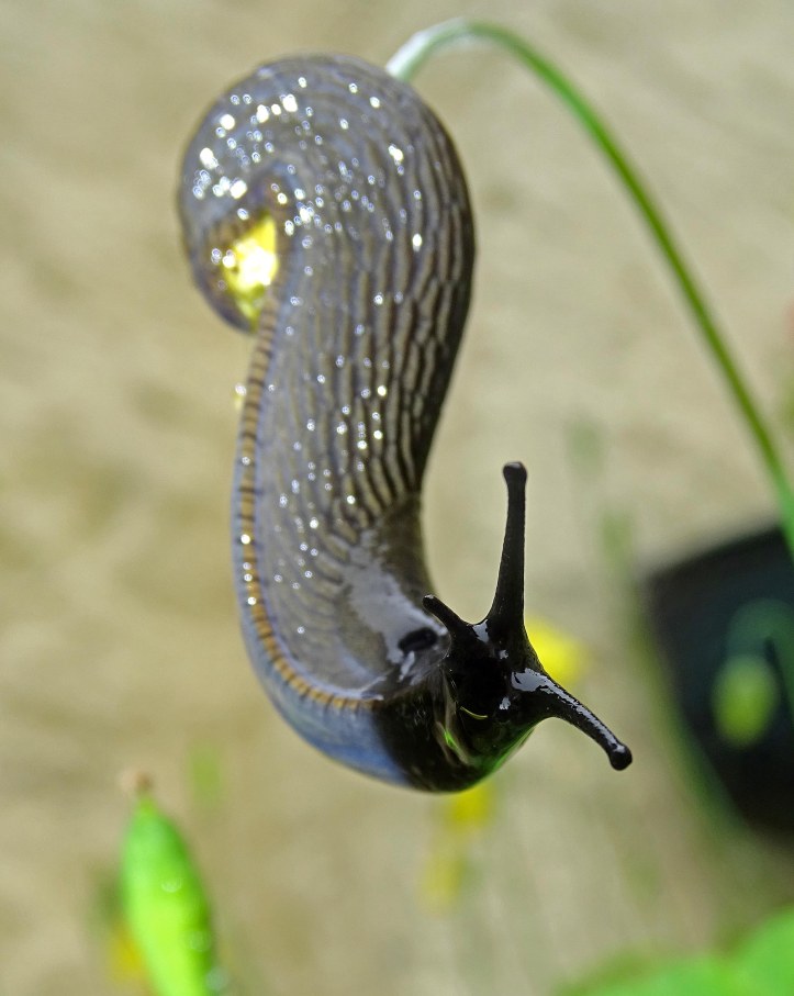 Garden slug showing optical and sensory tentacles 