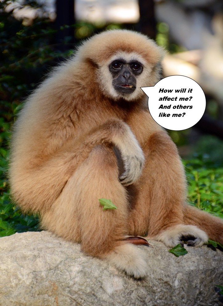 lar or white-handed gibbon (Hylobates lar) looking pensive.