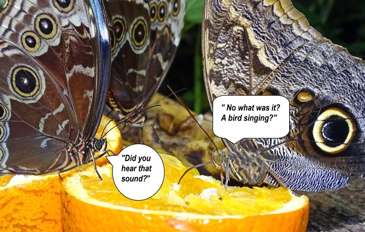 Blue morpho (Morpho peleides) and Owl butterfly (Caligo atreus) 