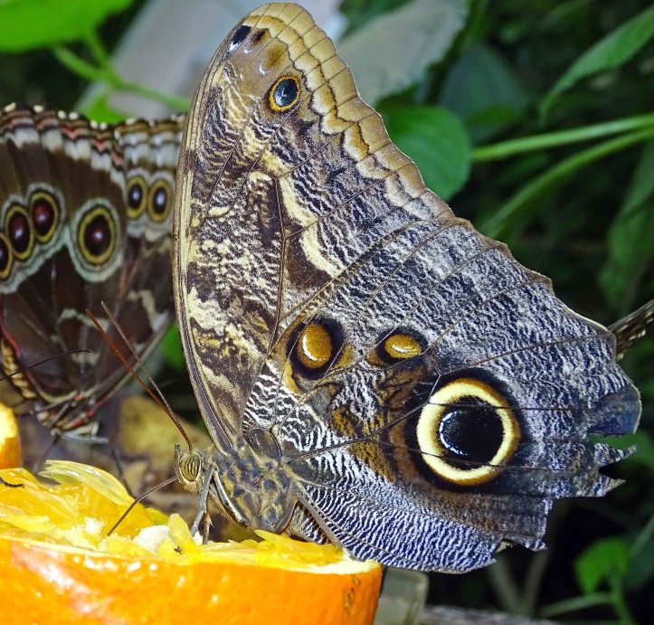 Owl butterfly (Caligo atreus) feeding on oranges in a butterfly house