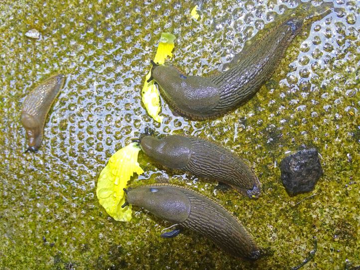 Slugs feeding