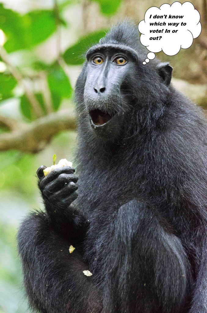 Crested-black macaque looking surprised or astonished?