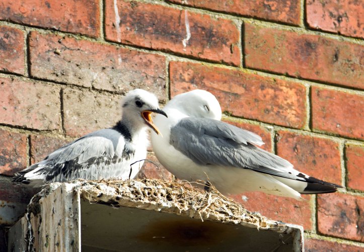 Black-legged kittiwake chick on 13th July