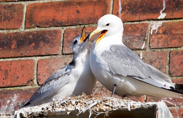 Black-legged kittiwake chick begging for food 