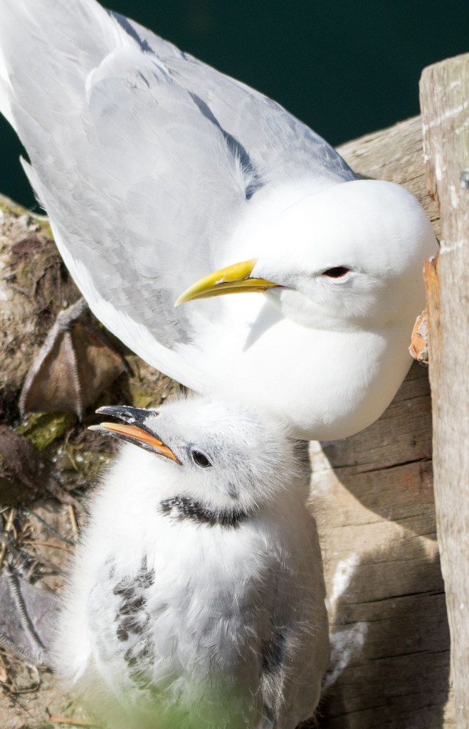 Black-legged kittiwake parent and chick on 20 July, Scarborough harbour