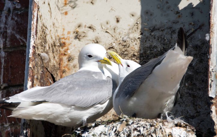 Black-legged kittiwakes (Rissa tridactyla) bonding on return to nest 