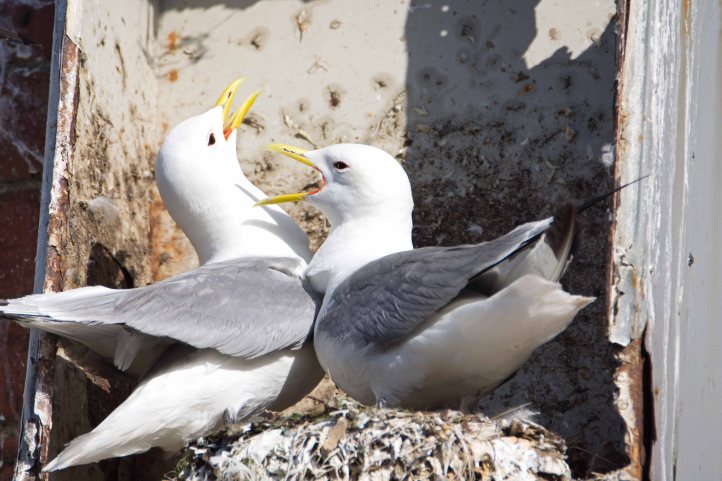 Black-legged kittiwakes (Rissa tridactyla) greeting each other on return to nest