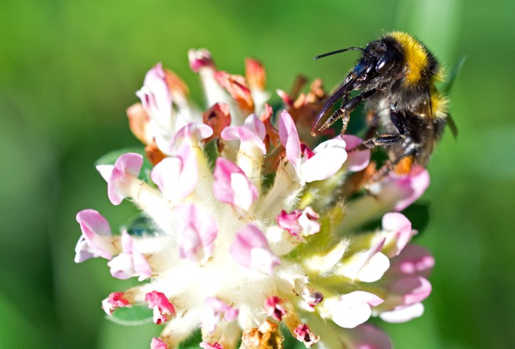 Bombus hortorum on sea clover, Galicia, Spain