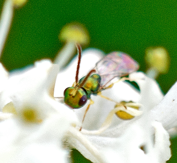 Close up of chalcid wasp possibly Cecidostiba fungosa 