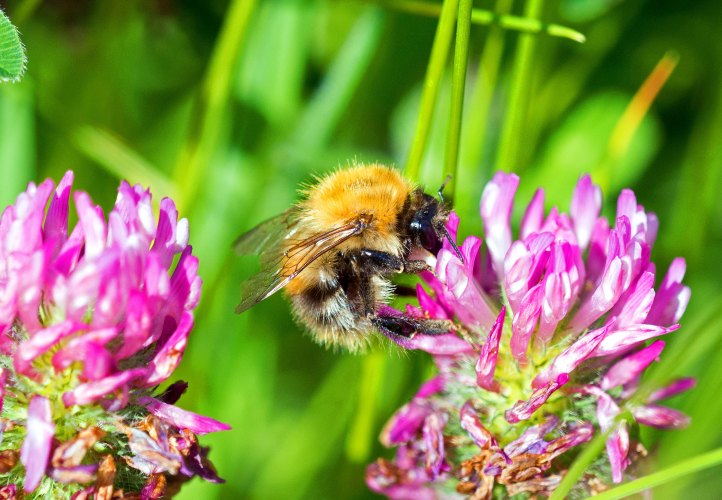 Common Carder Bee (Bombus pascuorum) on Sea vetch