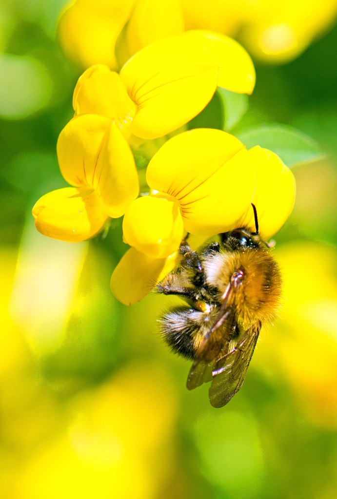 common carder bee (Bombus pascuorum) on Birds-foot-trefoil