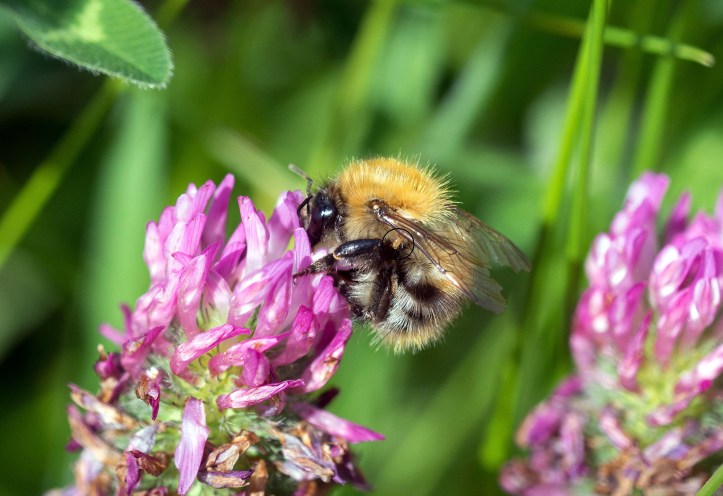 Common Carder Bee (Bombus pascuorum) with phoretic mite highlighted