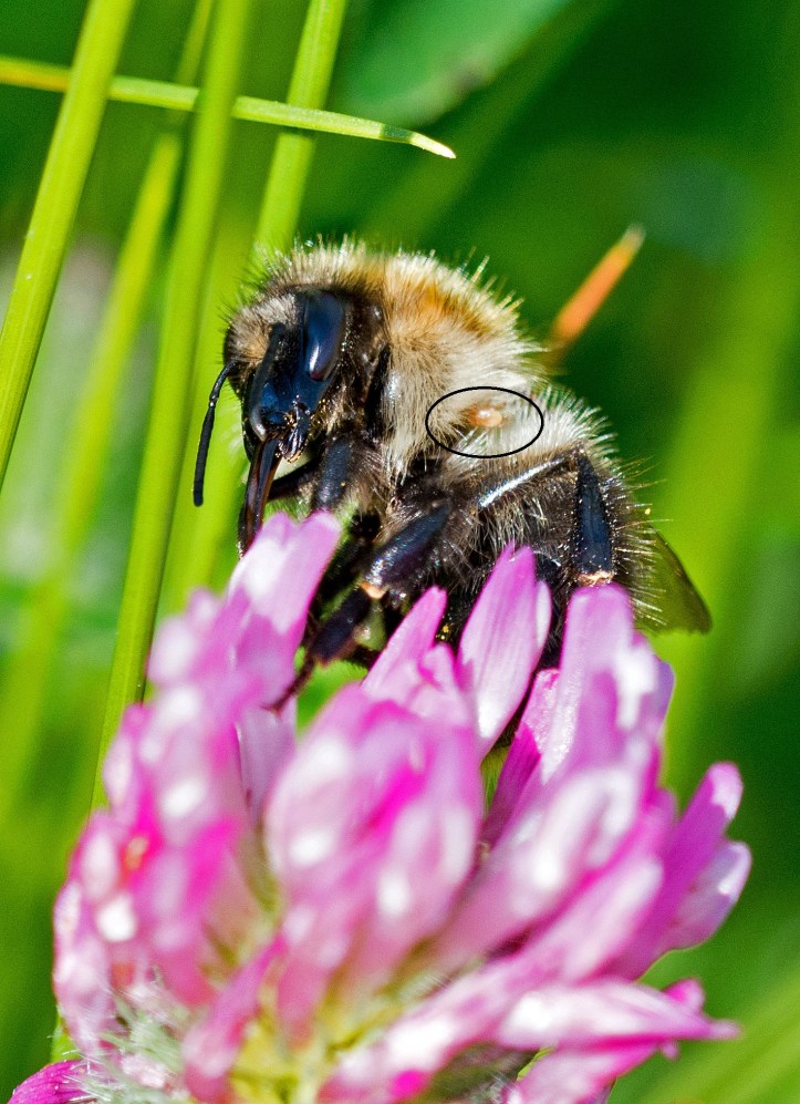 Common Carder Bee (Bombus pascuorum) with mite highlighted