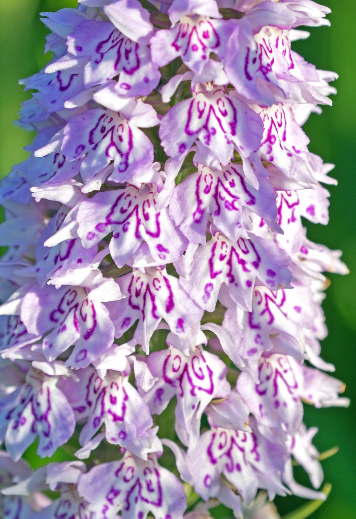 Common spotted orchid (Dactylorhiza fuchsii) 3 July 2016 