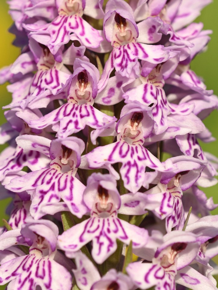 Common spotted orchid (Dactylorhiza fuchsii) 3 July 2016 close up 