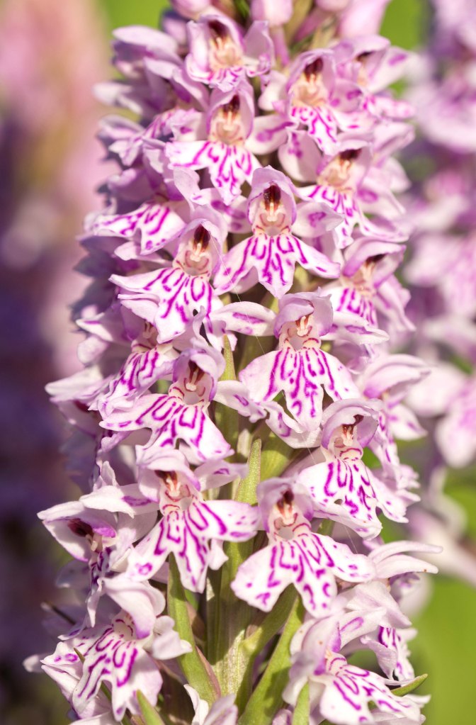 Common spotted orchid (Dactylorhiza fuchsii) 3 July 2016