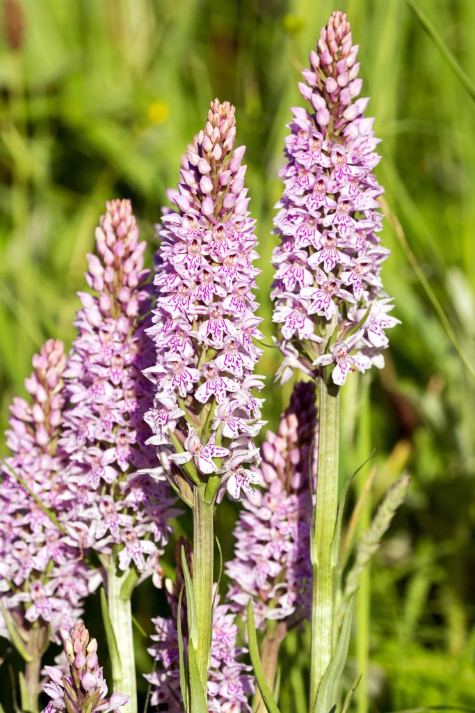 Common spotted orchid (Dactylorhiza fuchsii) 3 July 2016