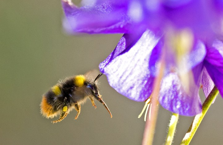 Early bumblebee (Bombus pratorum) with tongue showing