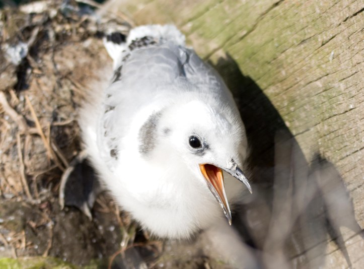 Kittiwake chick on 20th July