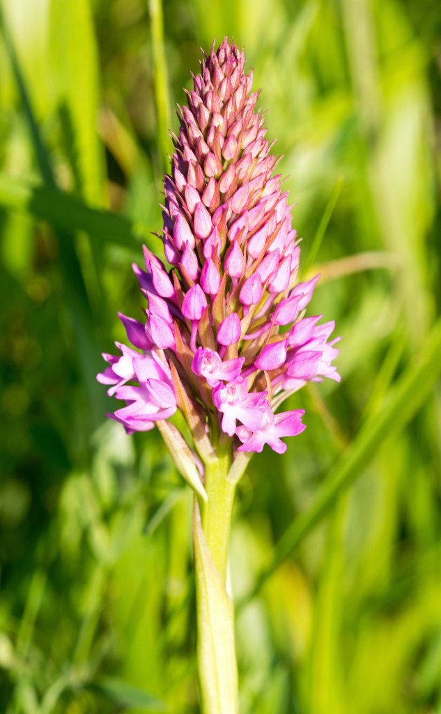 Pyramidal orchid (Anacamptis pyramidalis) Scarborough early 3rd July 2016