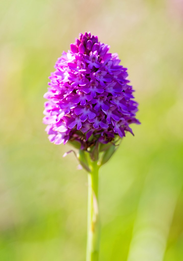 Pyramidal orchid (Anacamptis pyramidalis) on 19th July 2016