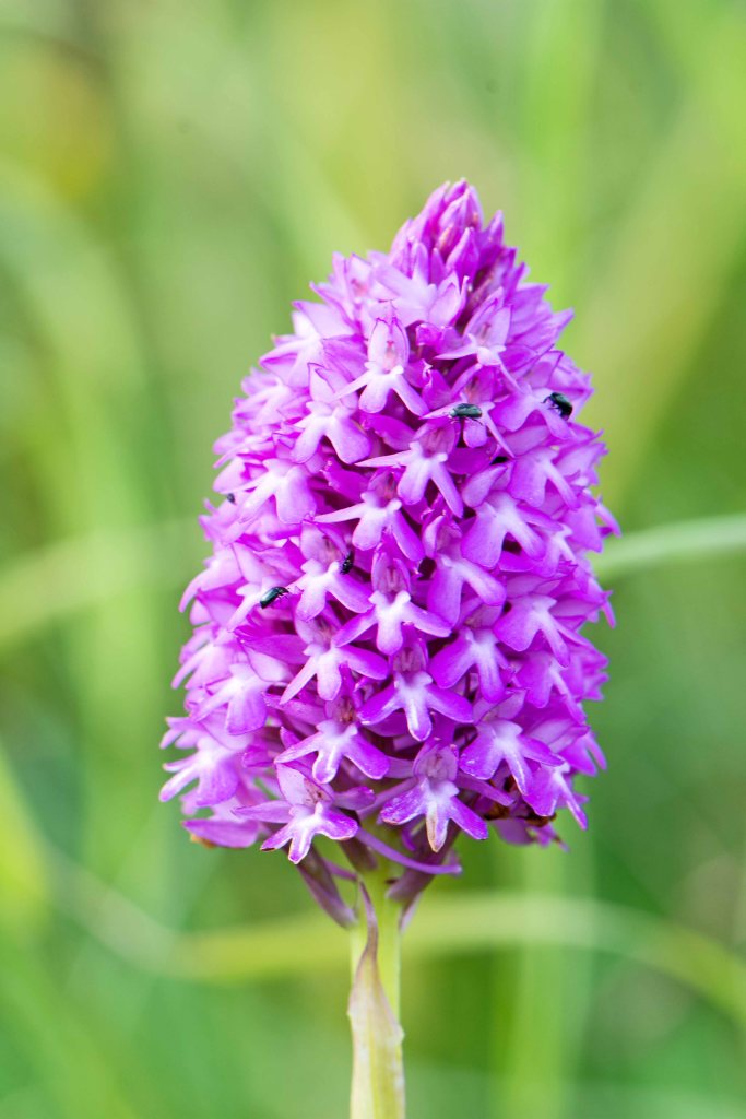 Pyramidal orchid (Anacamptis pyramidalis) with pollen beetles on 11th July 2016