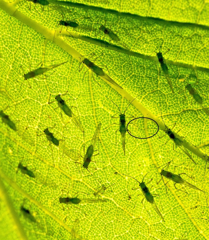 Sycamore aphids (Drepanosiphum platanoidis) close up of spaced out gregariousness with legs and antennae touching