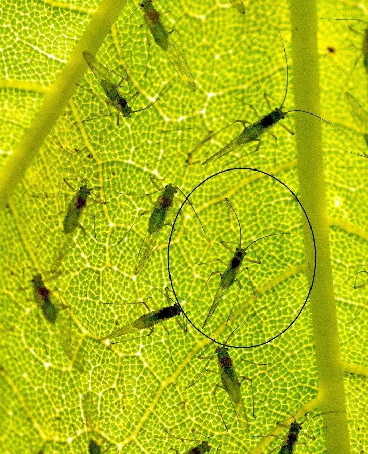 Approximate 'tactile envelope' of a Sycamore aphid (Drepanosiphum platanoidis) 