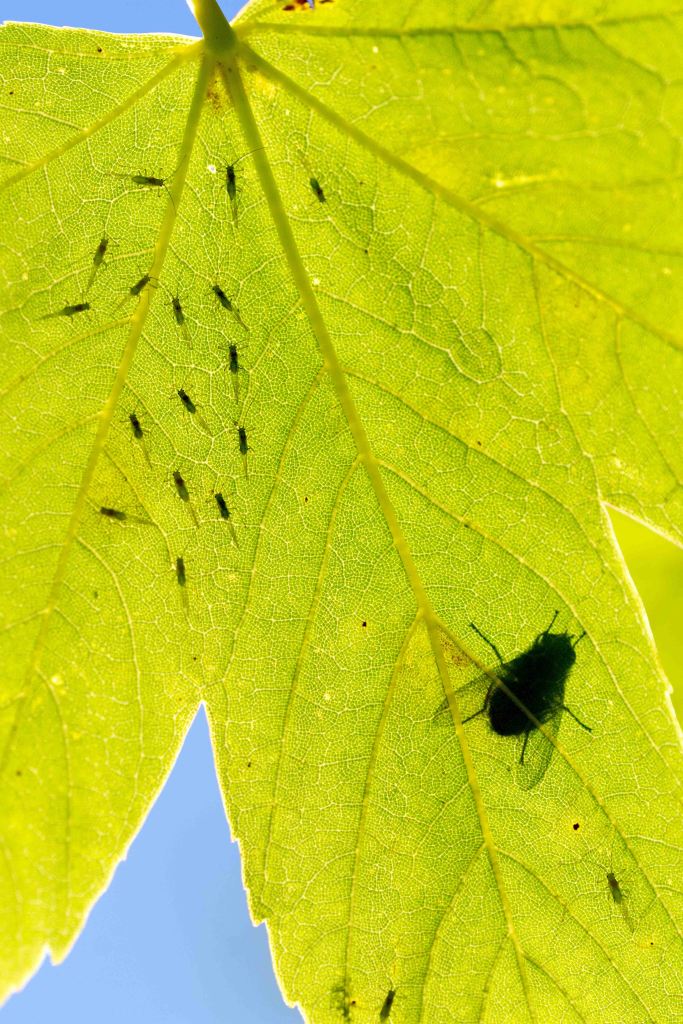 Sycamore aphids (Drepanosiphum platanoidis) spaced out gregariousness with fly