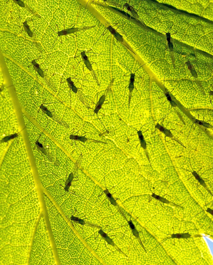 Sycamore aphids (Drepanosiphum platanoides) exhibiting spaced out gregariousness