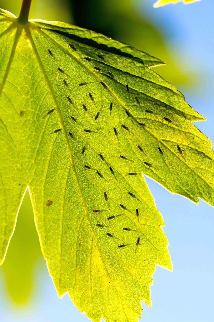 Sycamore aphids (Drepanosiphum platanoides) mainly on one side of a leaf