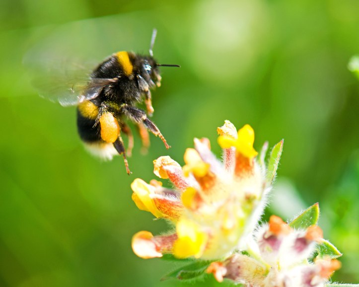 White-tailed bumblebee (Bombus lucorum) with pollen sac landing on kidney vetch