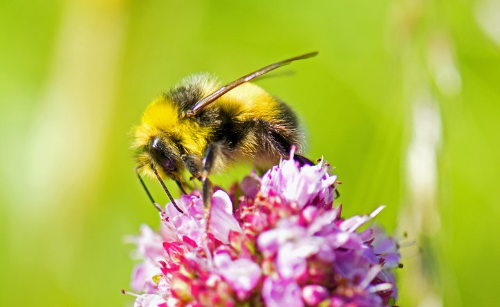 White-tailed bumblebee (Bombus lucorum) showing an empty pollen basket