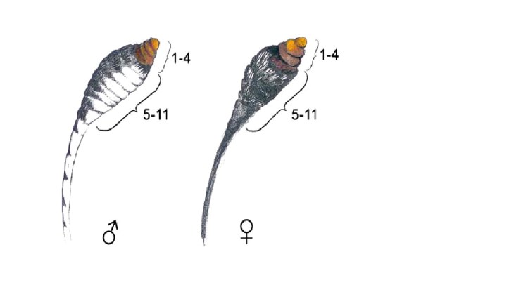 Fig. 2 from Friberg et al, 2007. Schematic picture of a male and female Leptidea antenna. (Illustration: Moa Lönn). Springer Press.