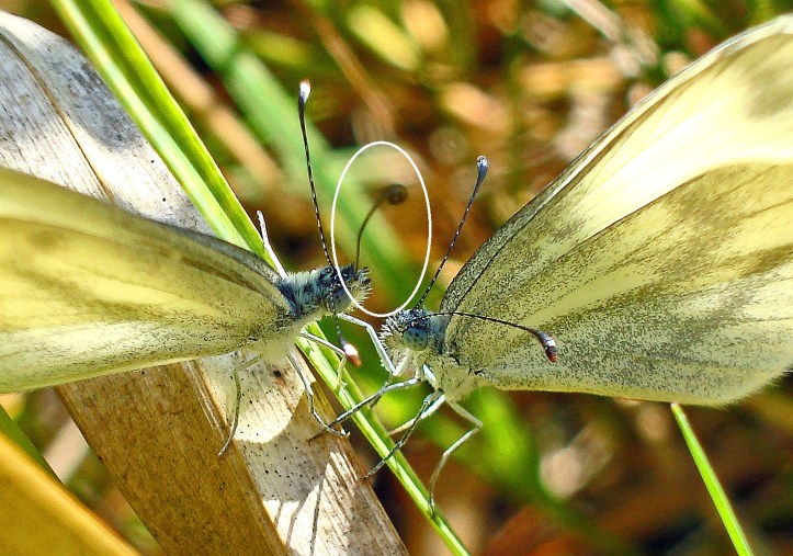 Wood white (Leptidea sinapis) butterflies courting detail showing male waving proboscis