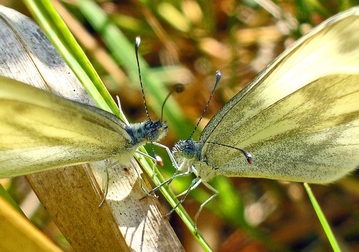 Wood white (Leptidea sinapis) butterflies courting - male on the left waving his proboscis back and forth